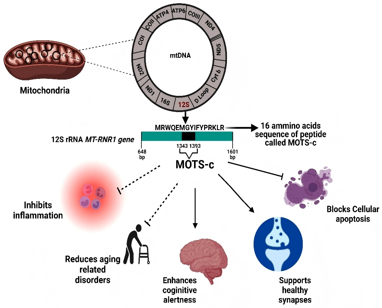 Mots-c Mots-c