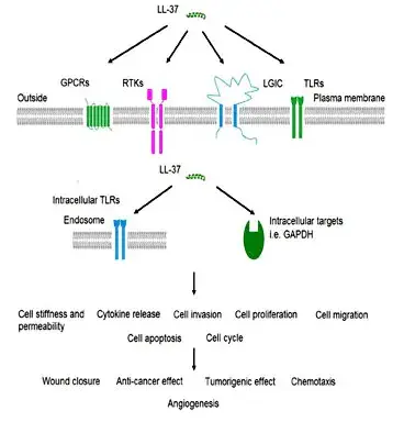 LL-37-Chinese peptide LL-37-Chinese peptide