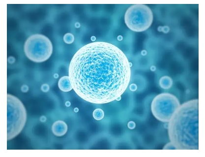 Conotoxin action/Conotoxin anti-wrinkle Conotoxin action/Conotoxin anti-wrinkle