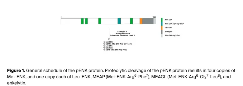 Leu enkephalin Leu enkephalin