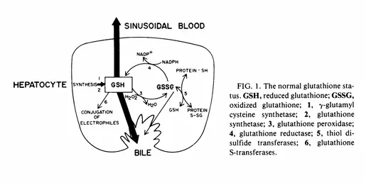 Glutathione Glutathione