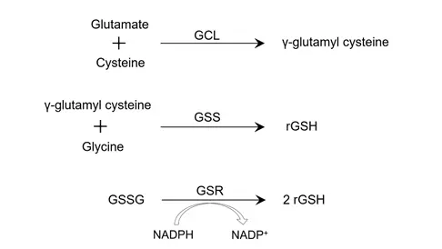 Glutathione Glutathione